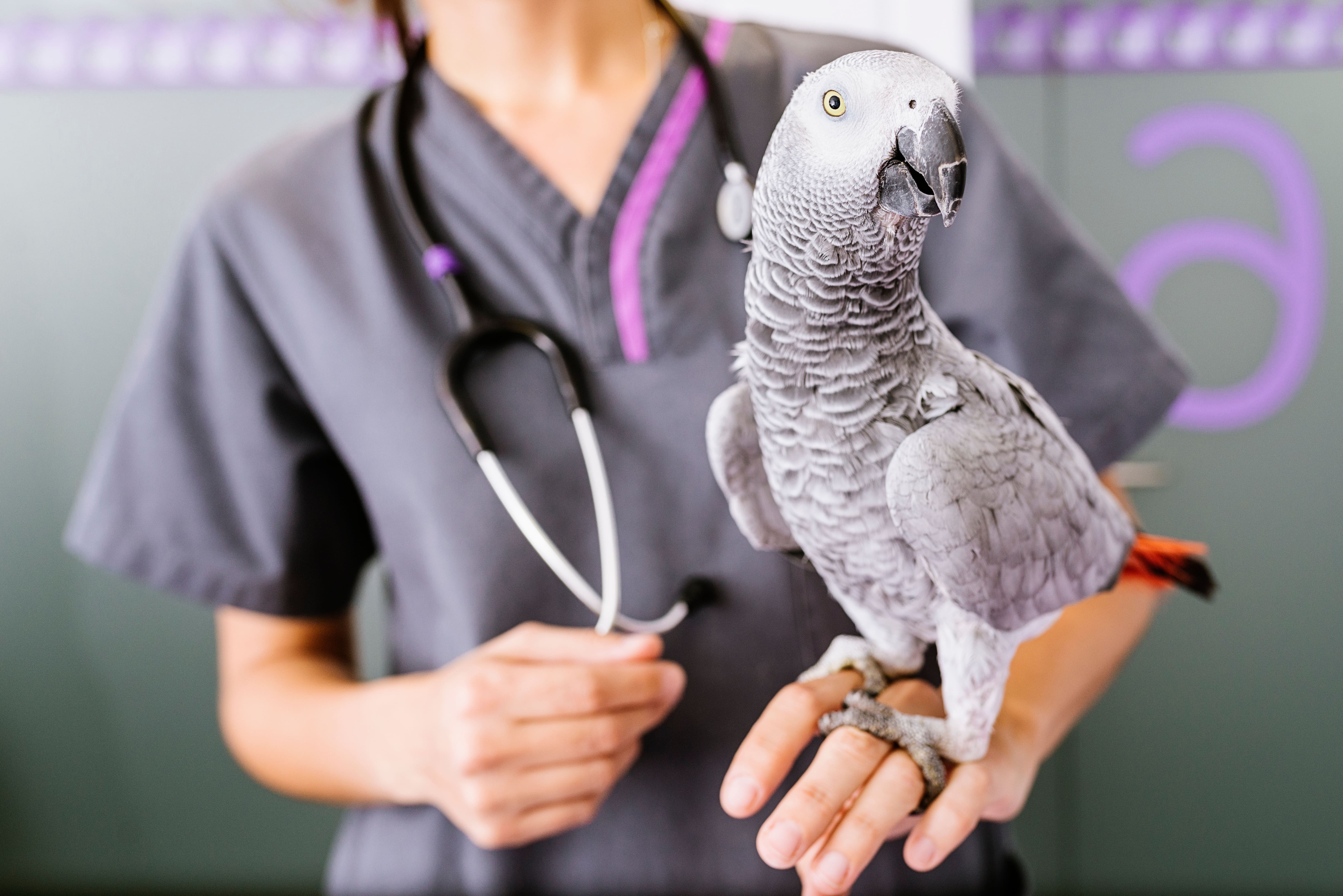 african grey parrot