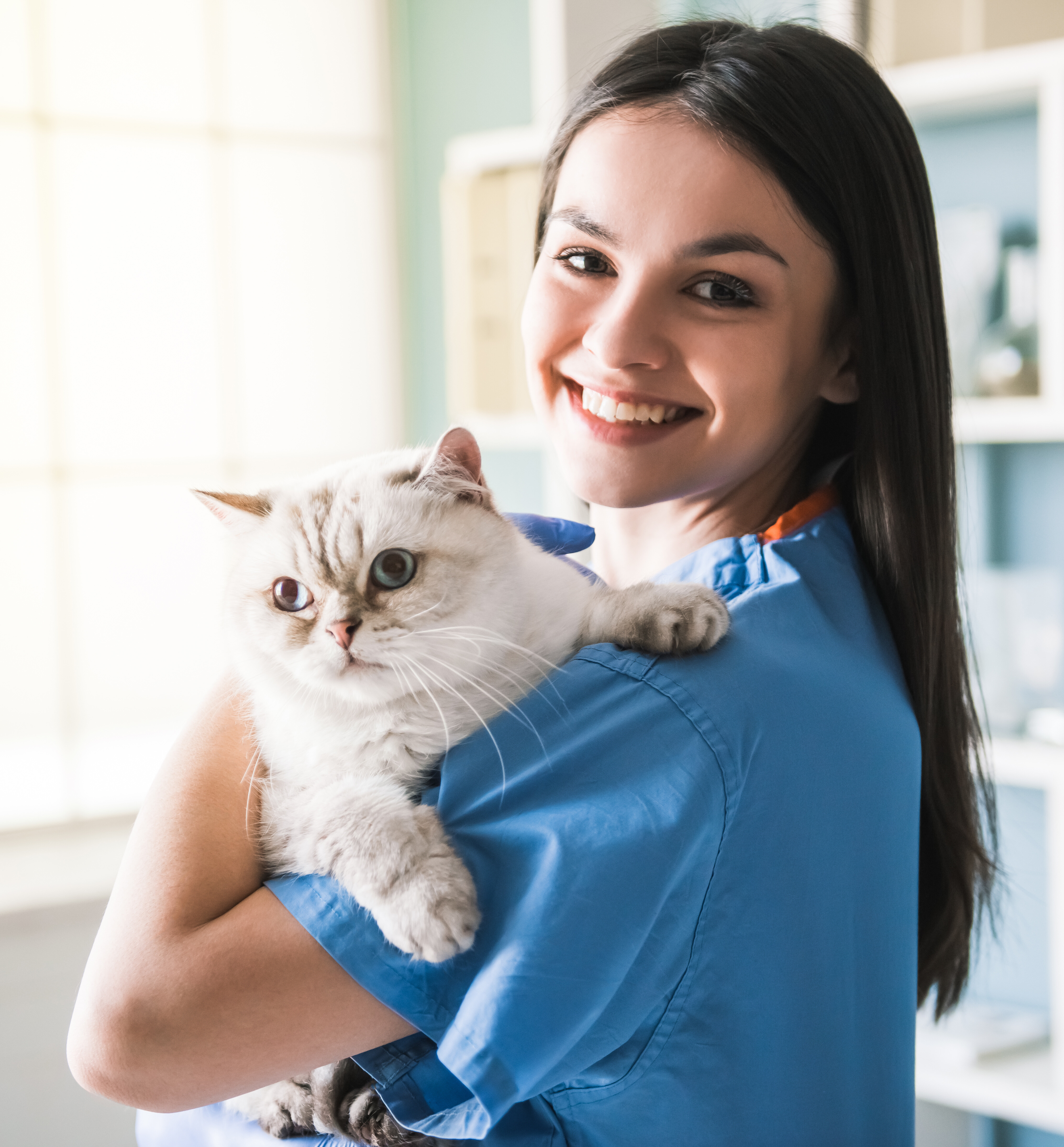 nurse holding a british short hair cat