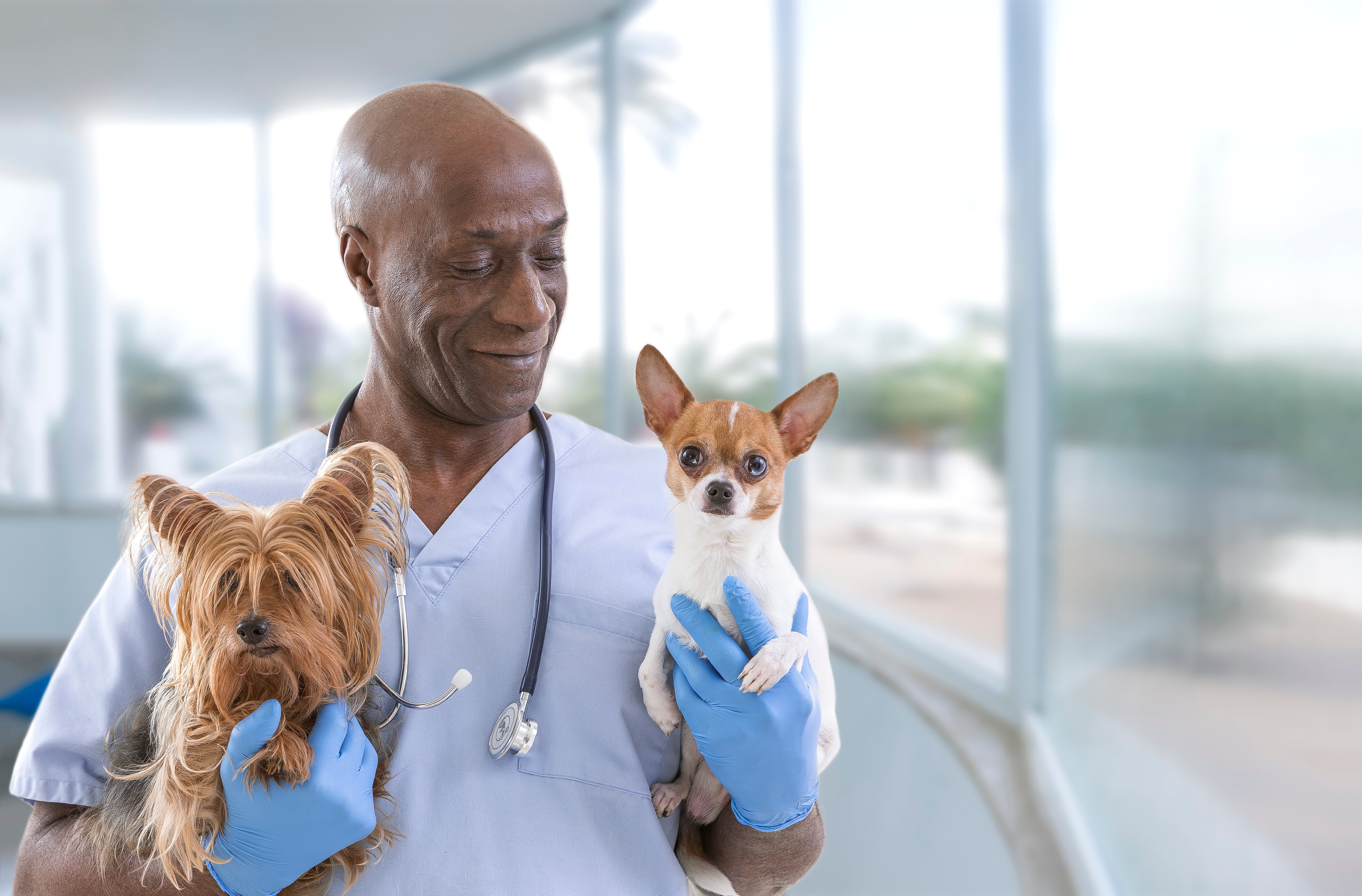 vet with two dogs