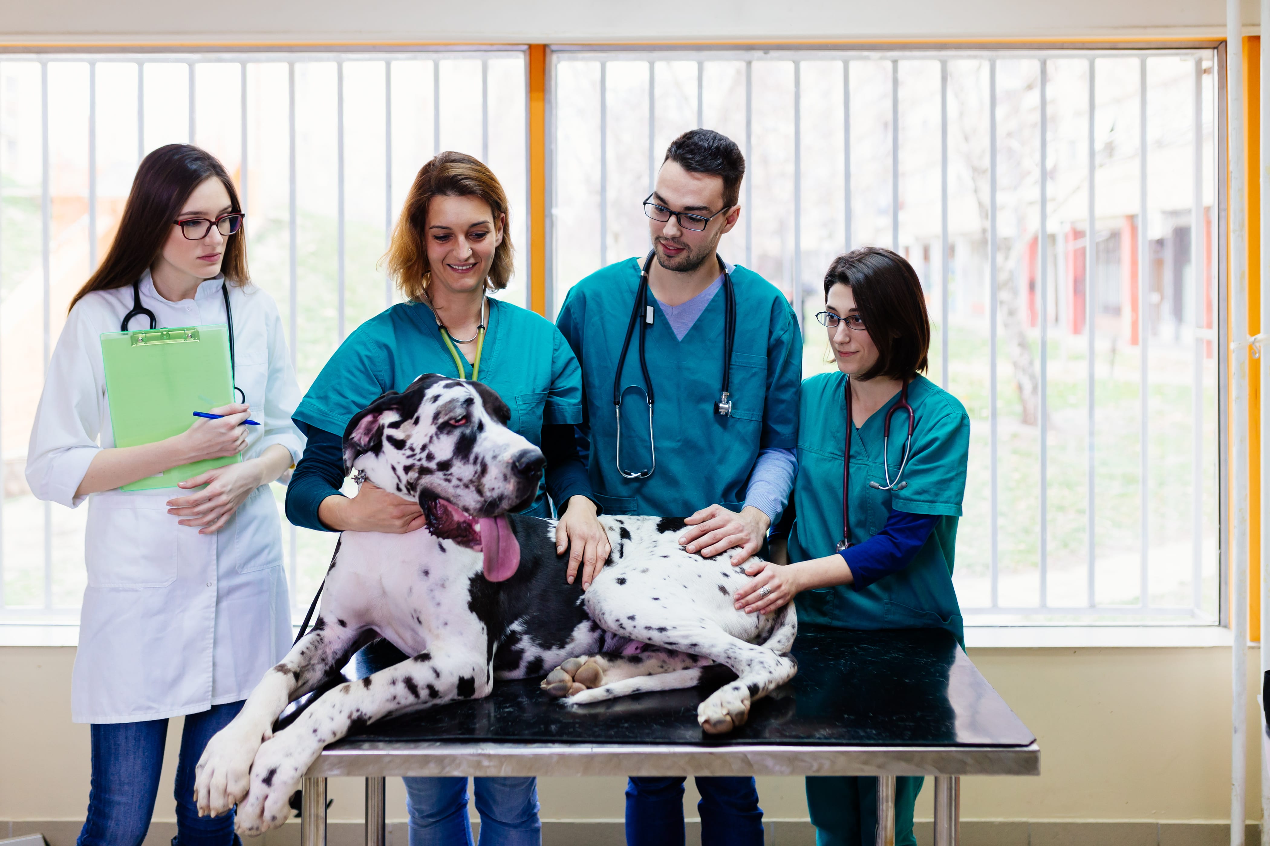 four vets with great dane