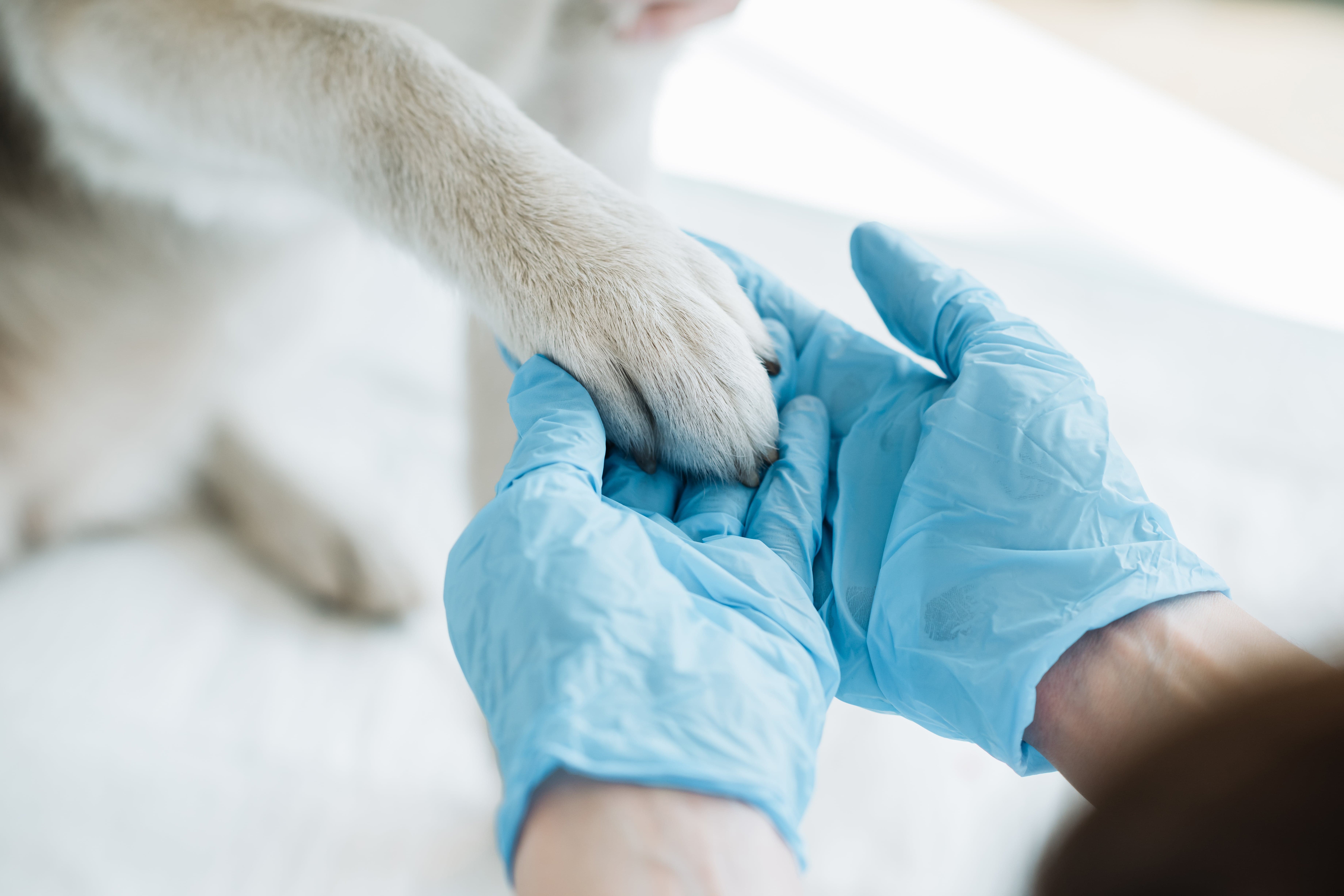 vet holding paw