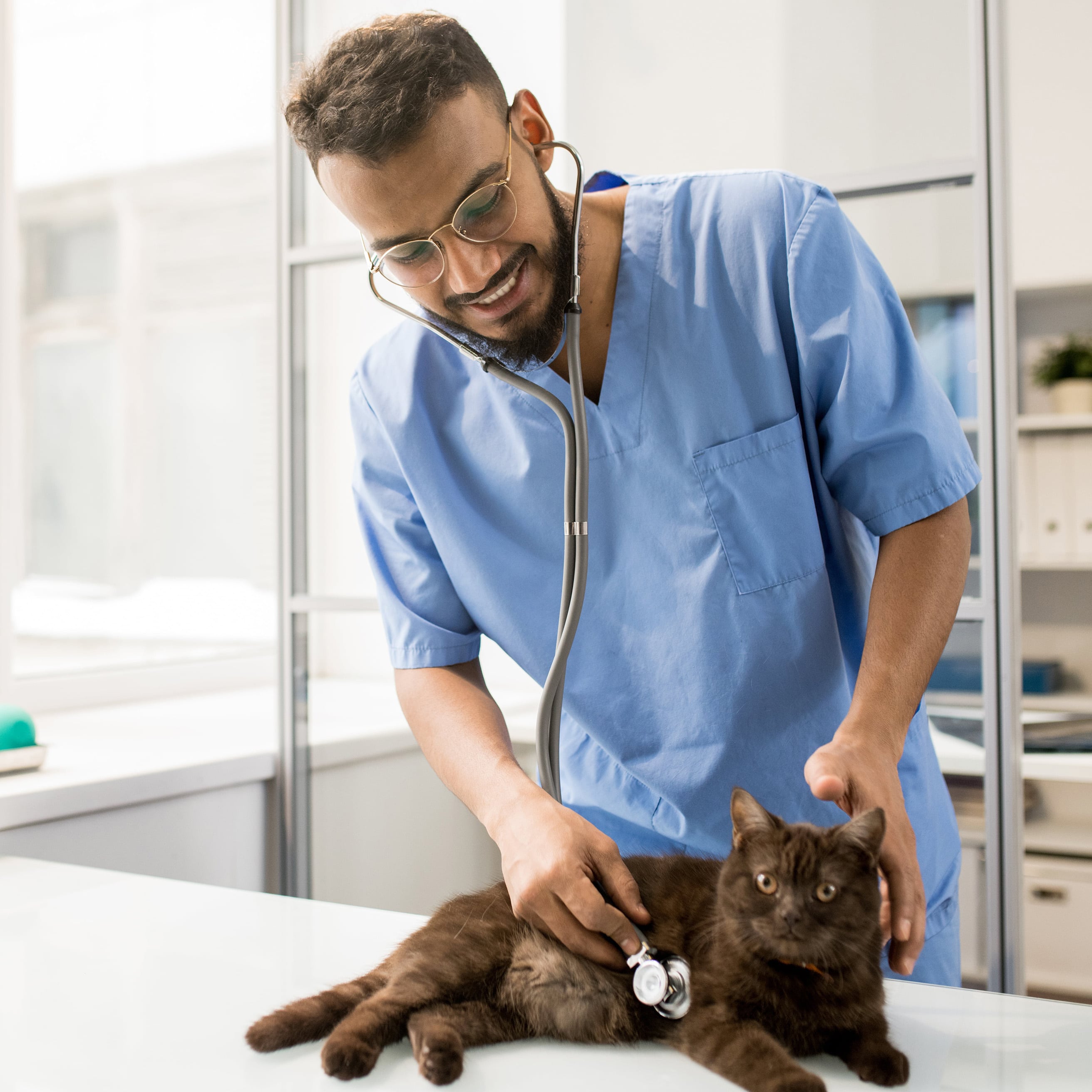 vet checking bpm of a cat