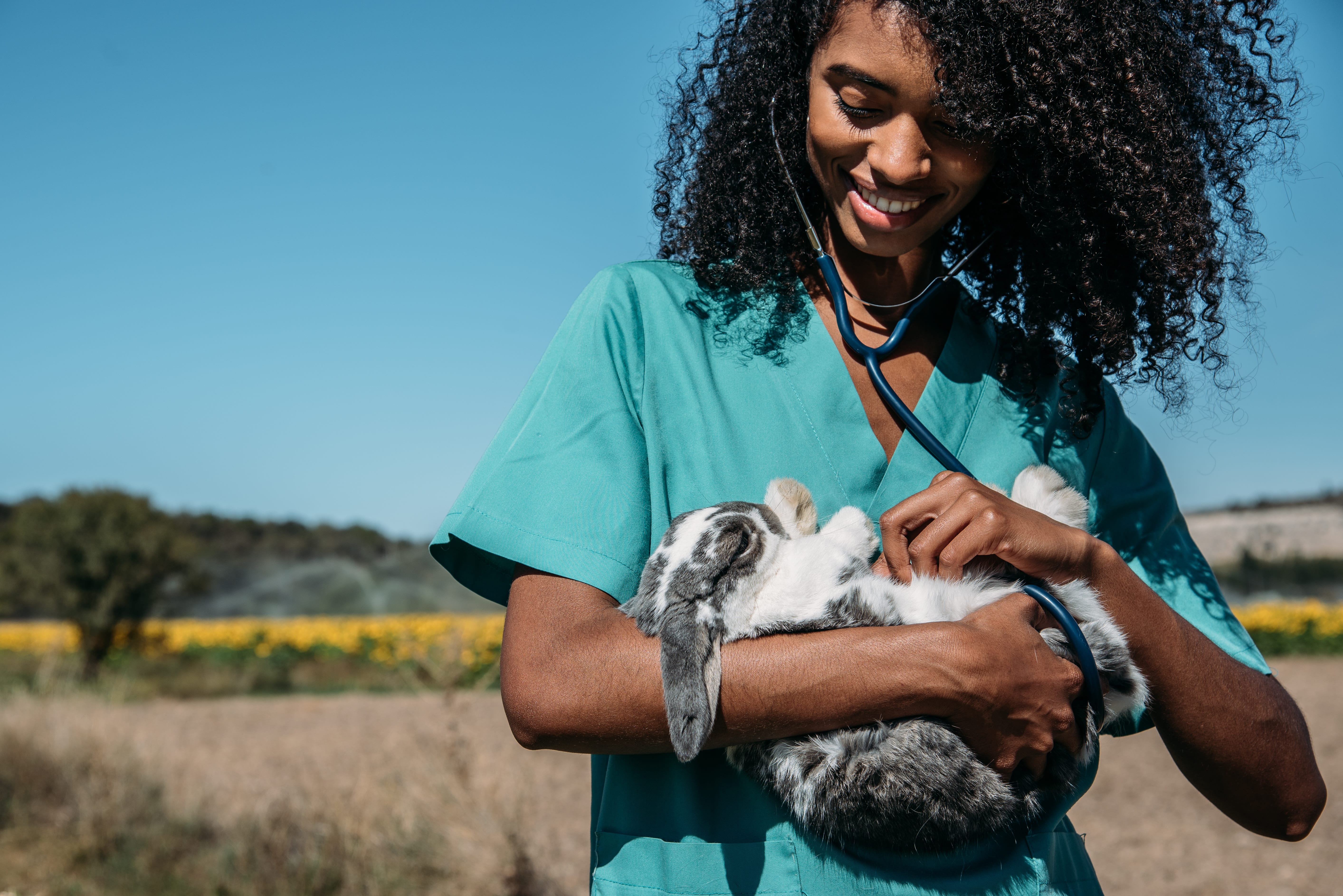 vet checking rabbit bpm