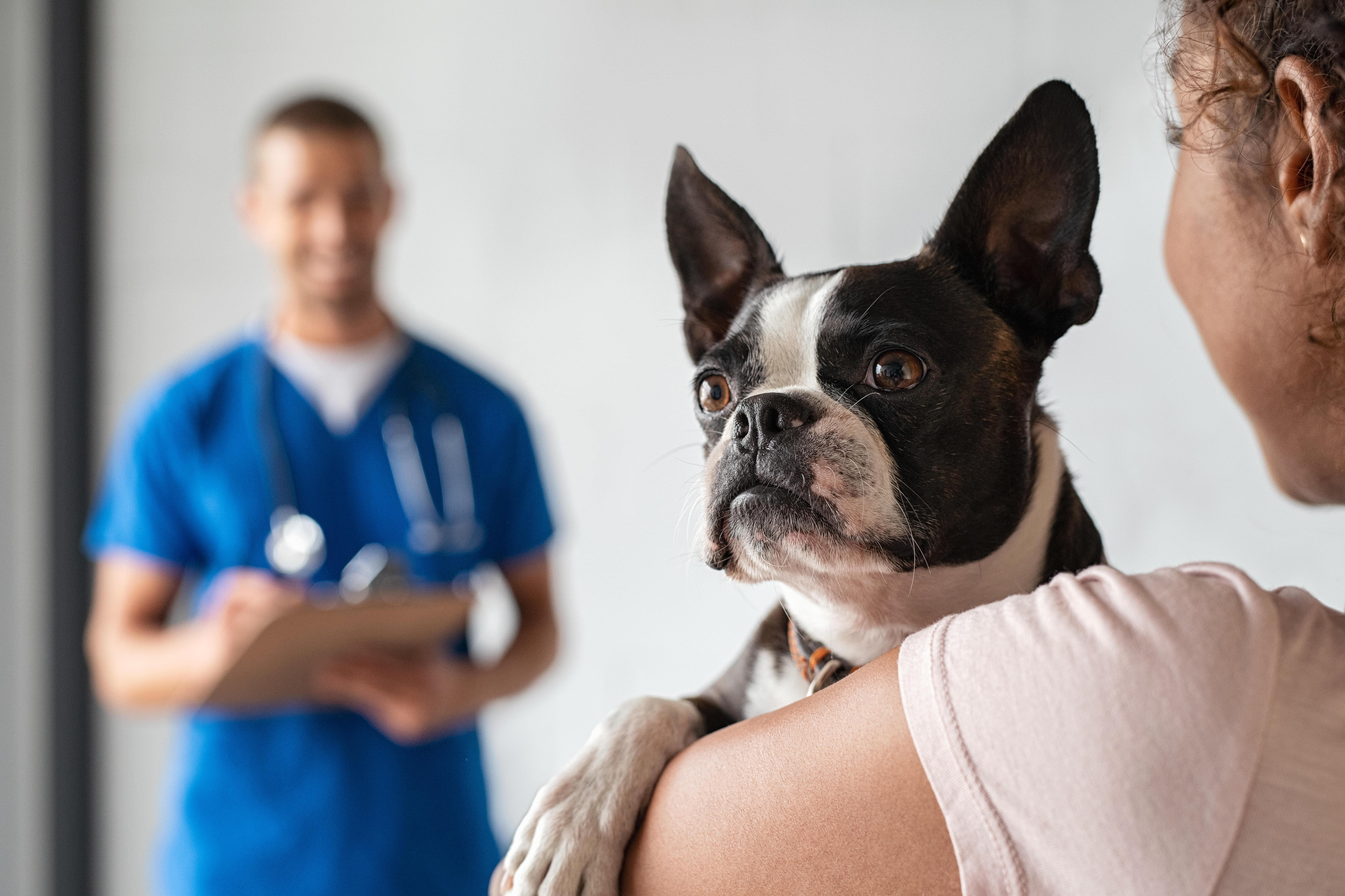 vet in a consultation with boston terrier