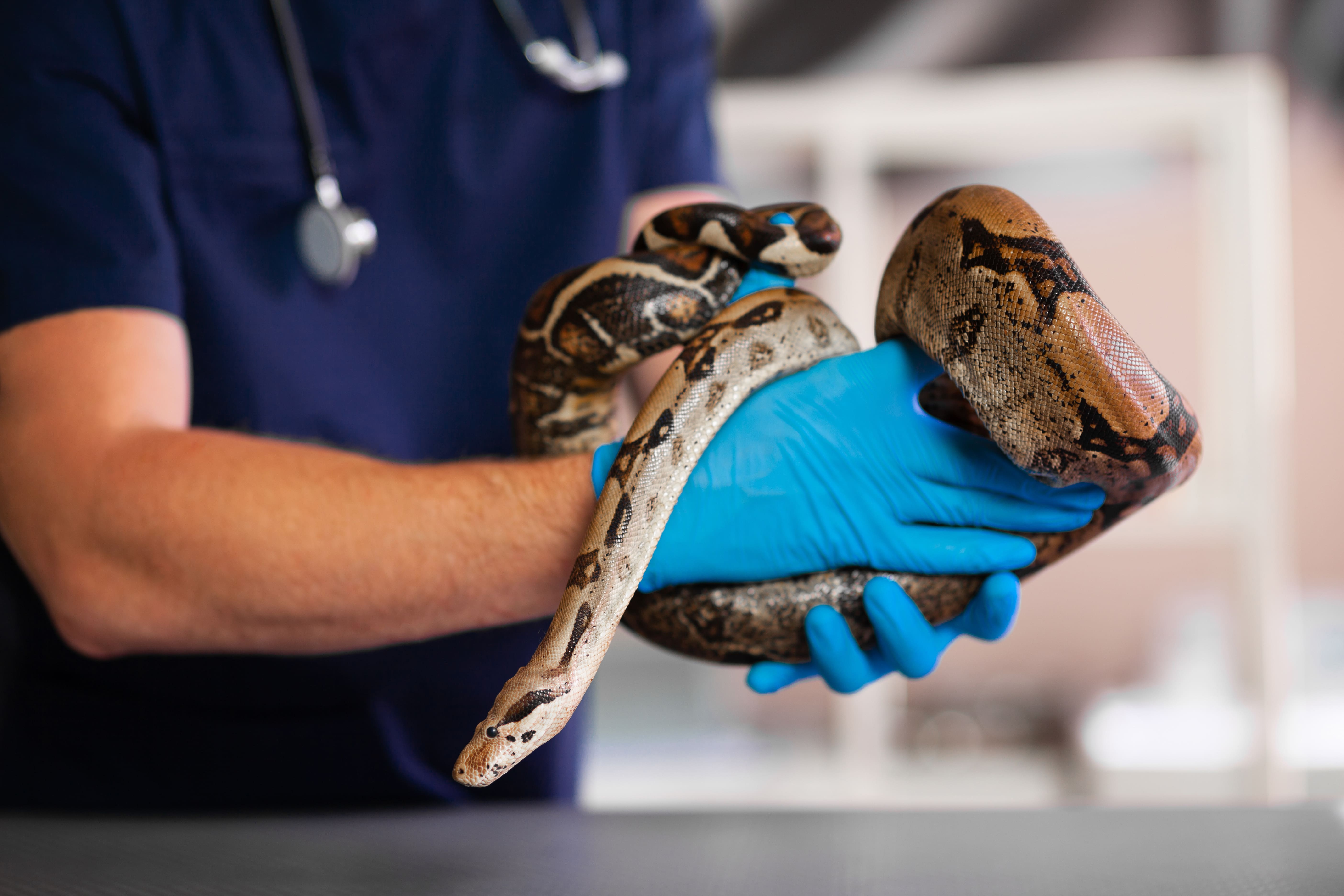 vet handling snake