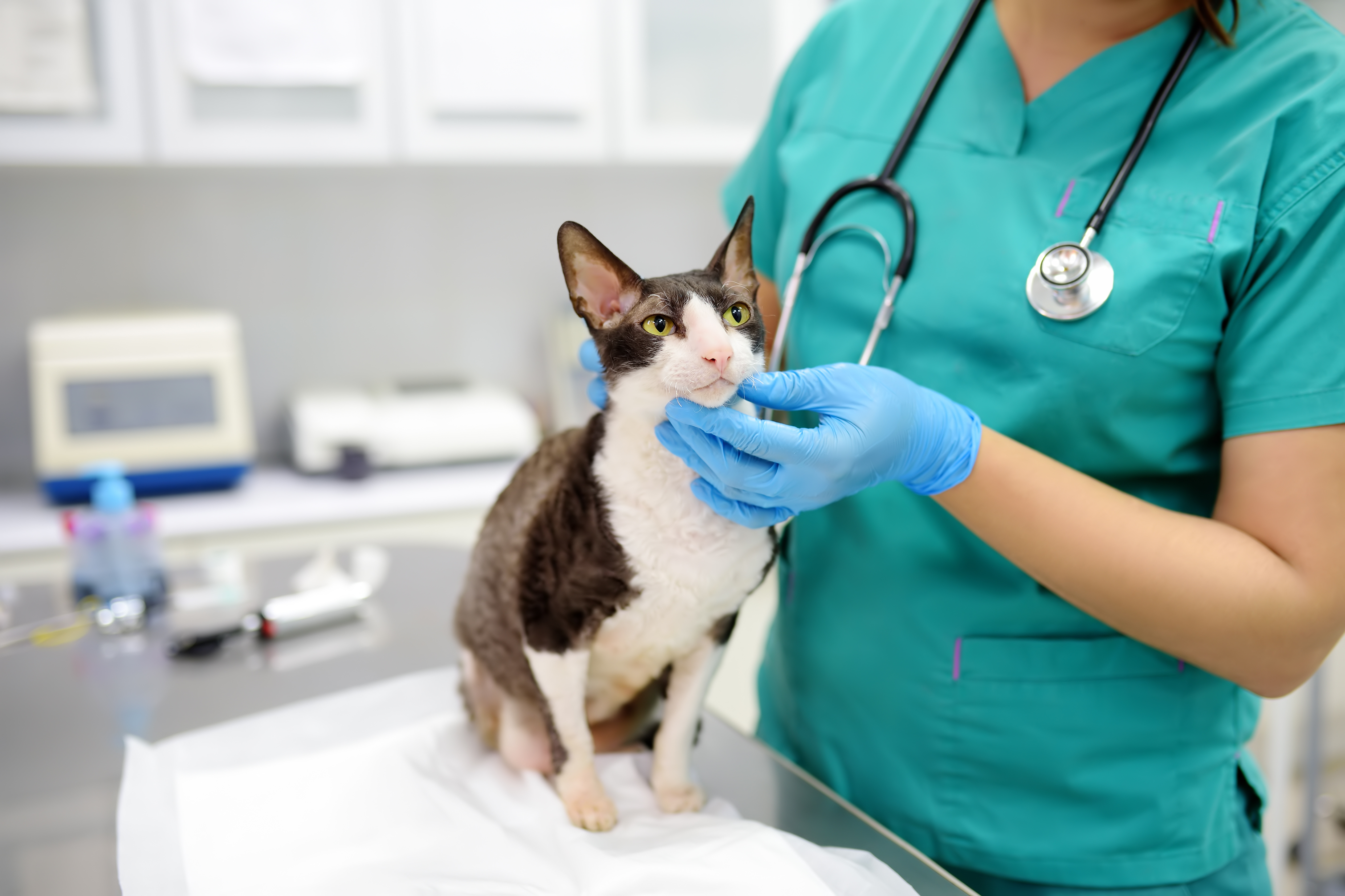 female vet checking heart rate of cat