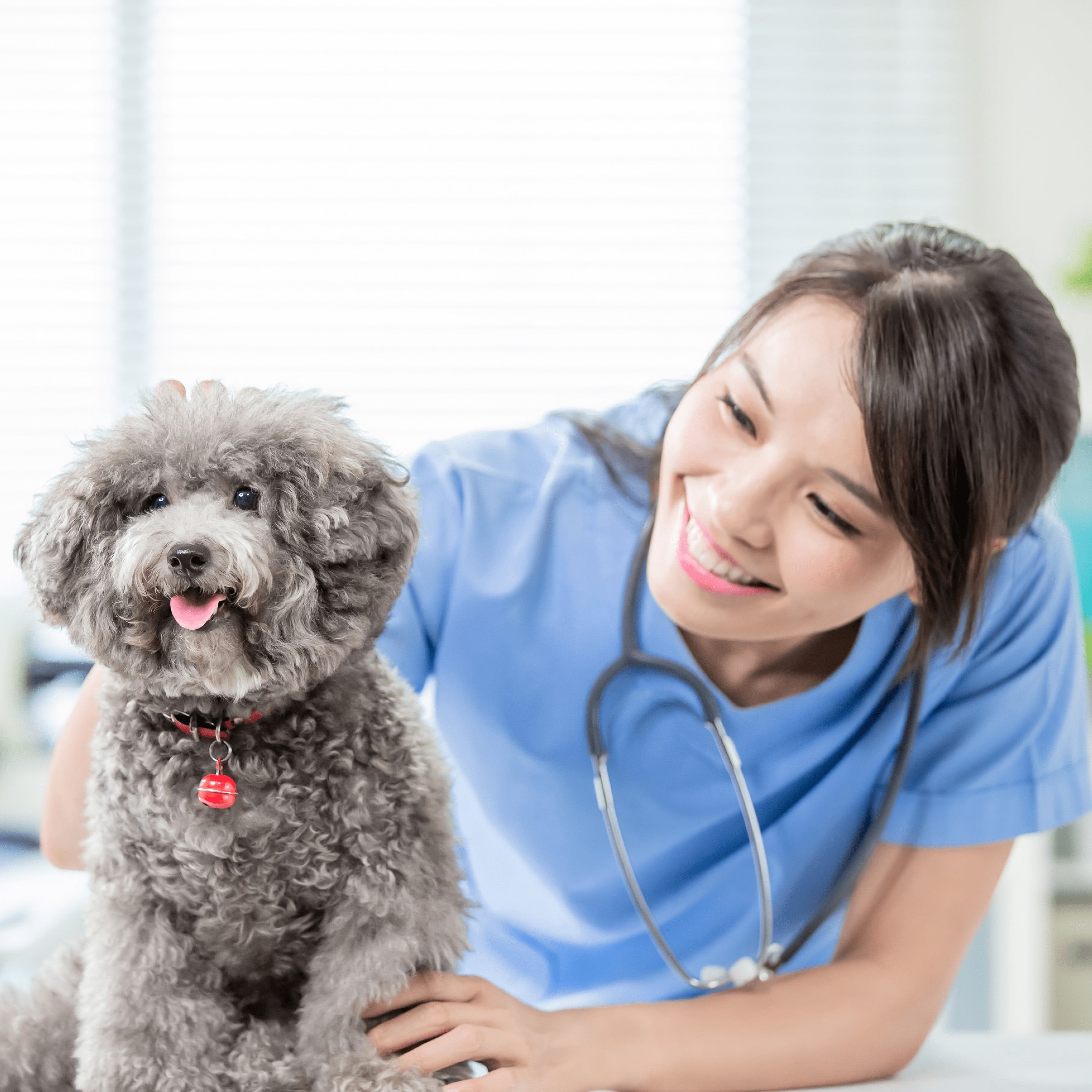 veterinarian with fluffy dog