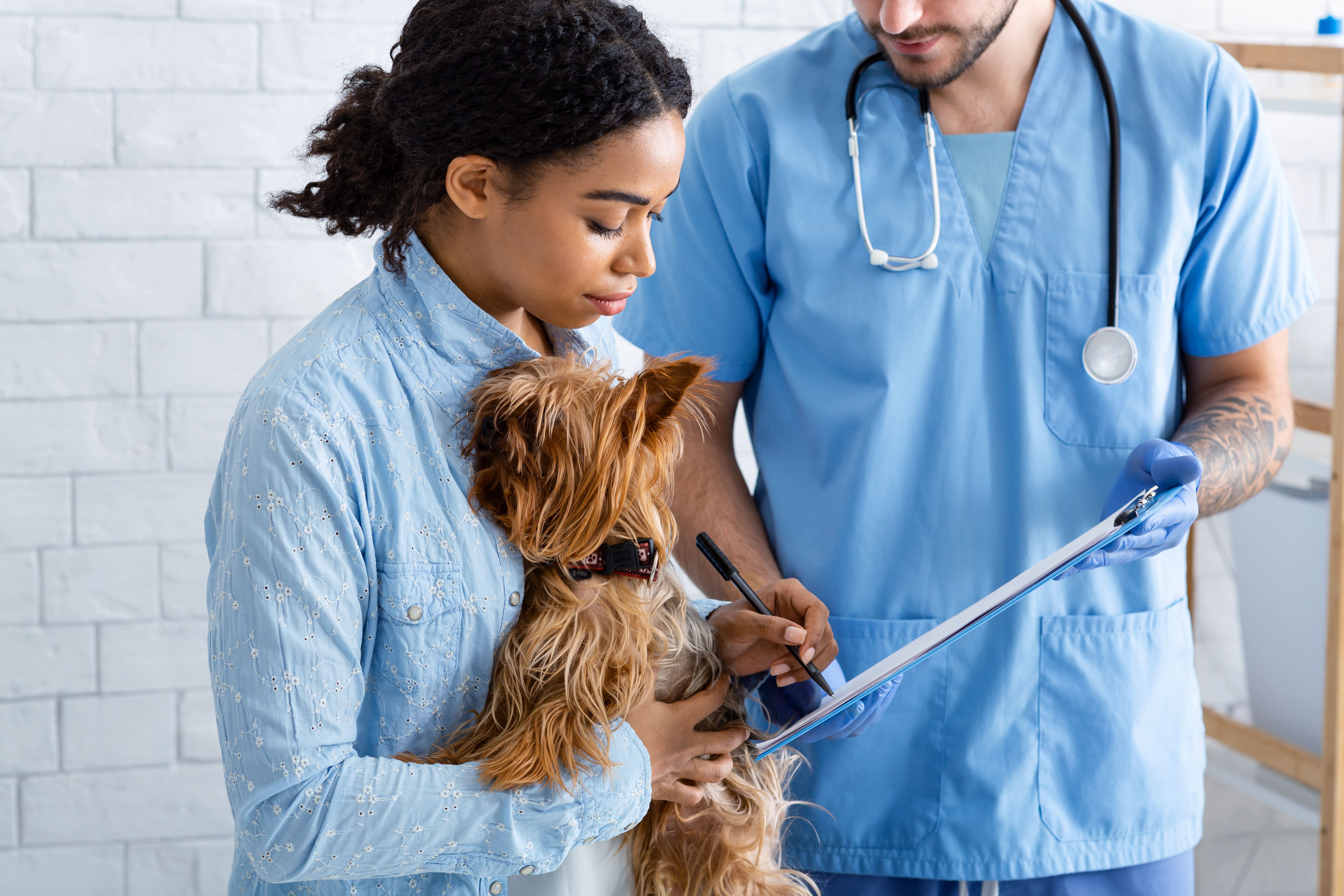 two vets checking on a yorkshire terrier