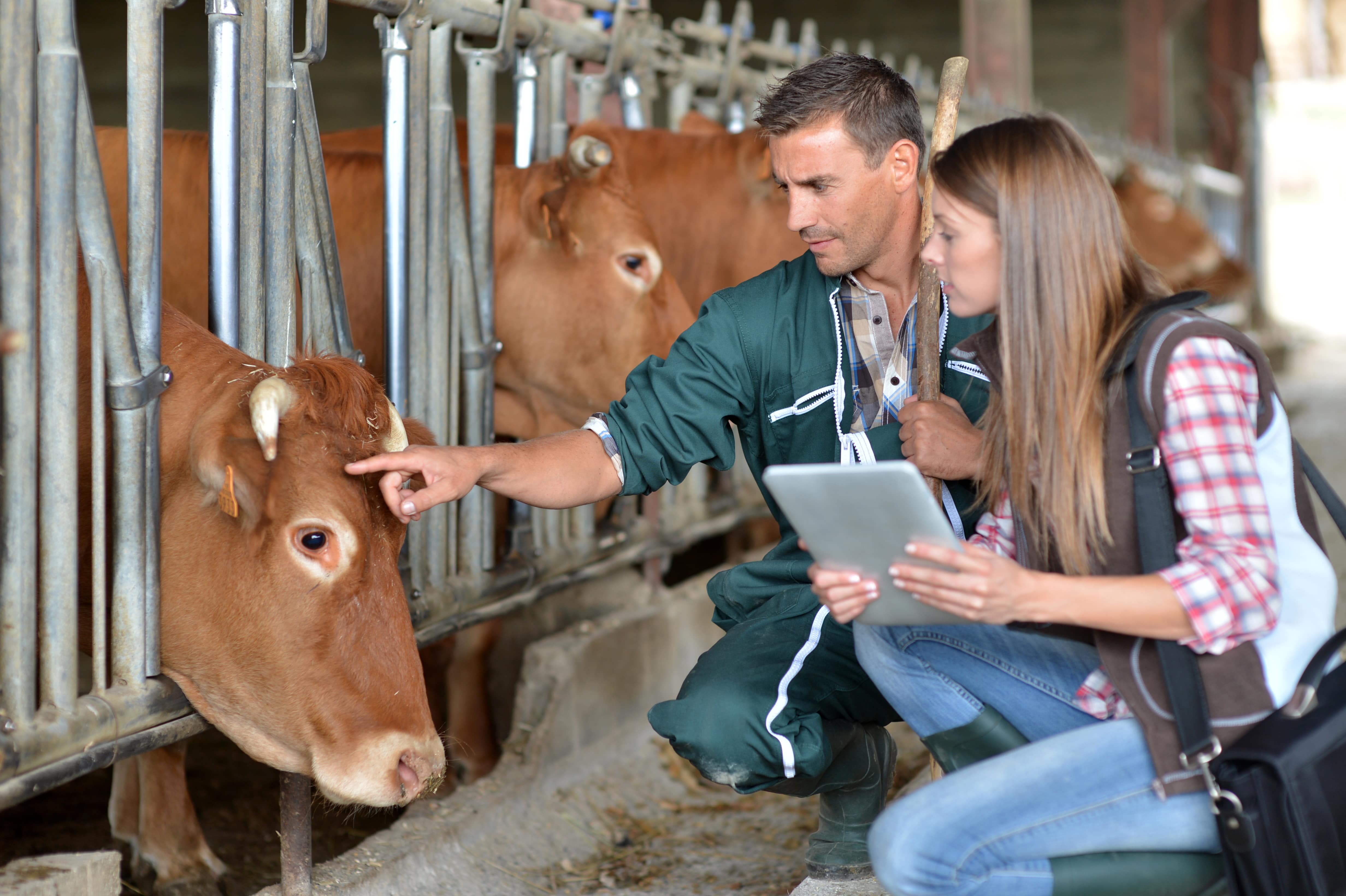 farmer and vet with cow