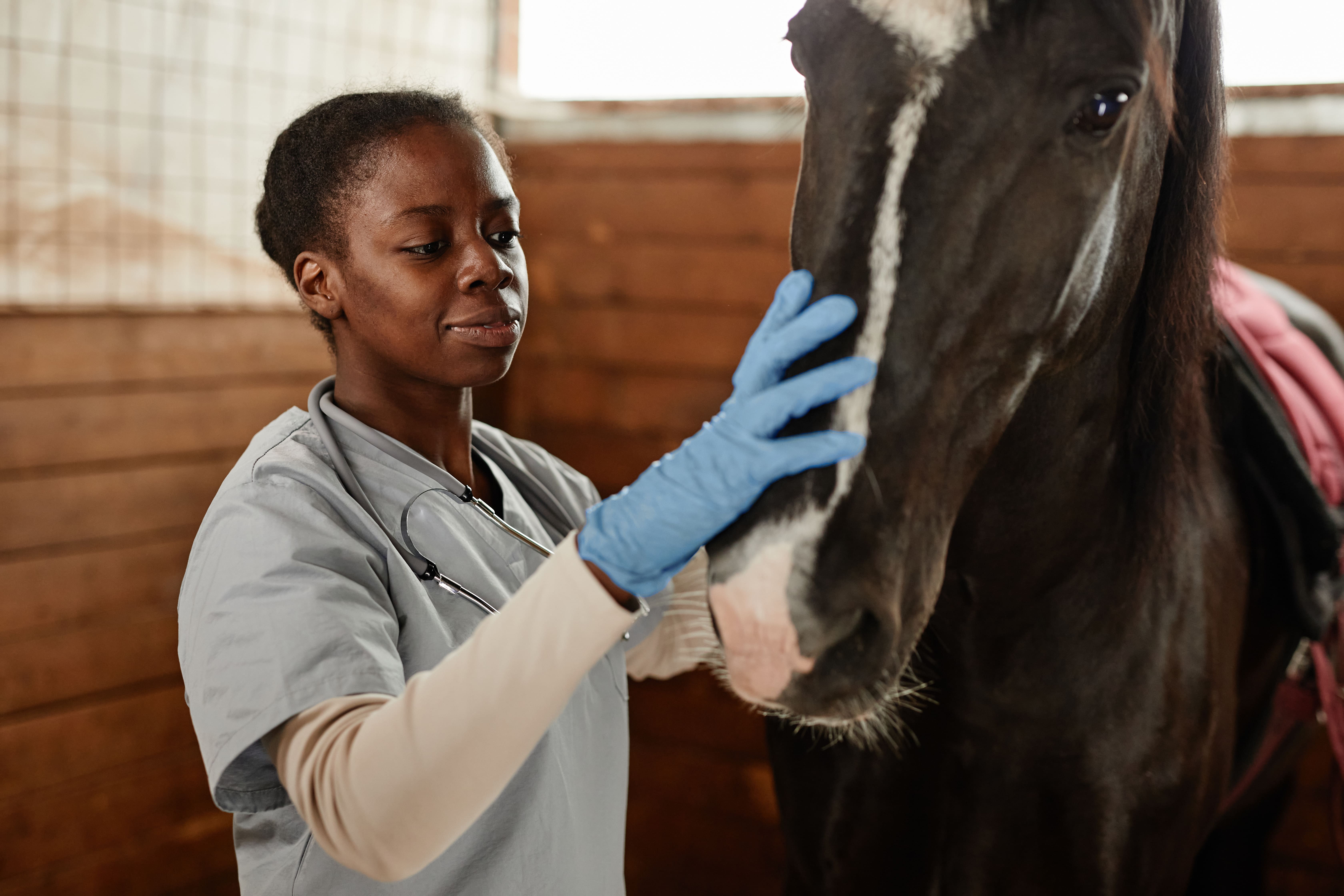 vet with horse