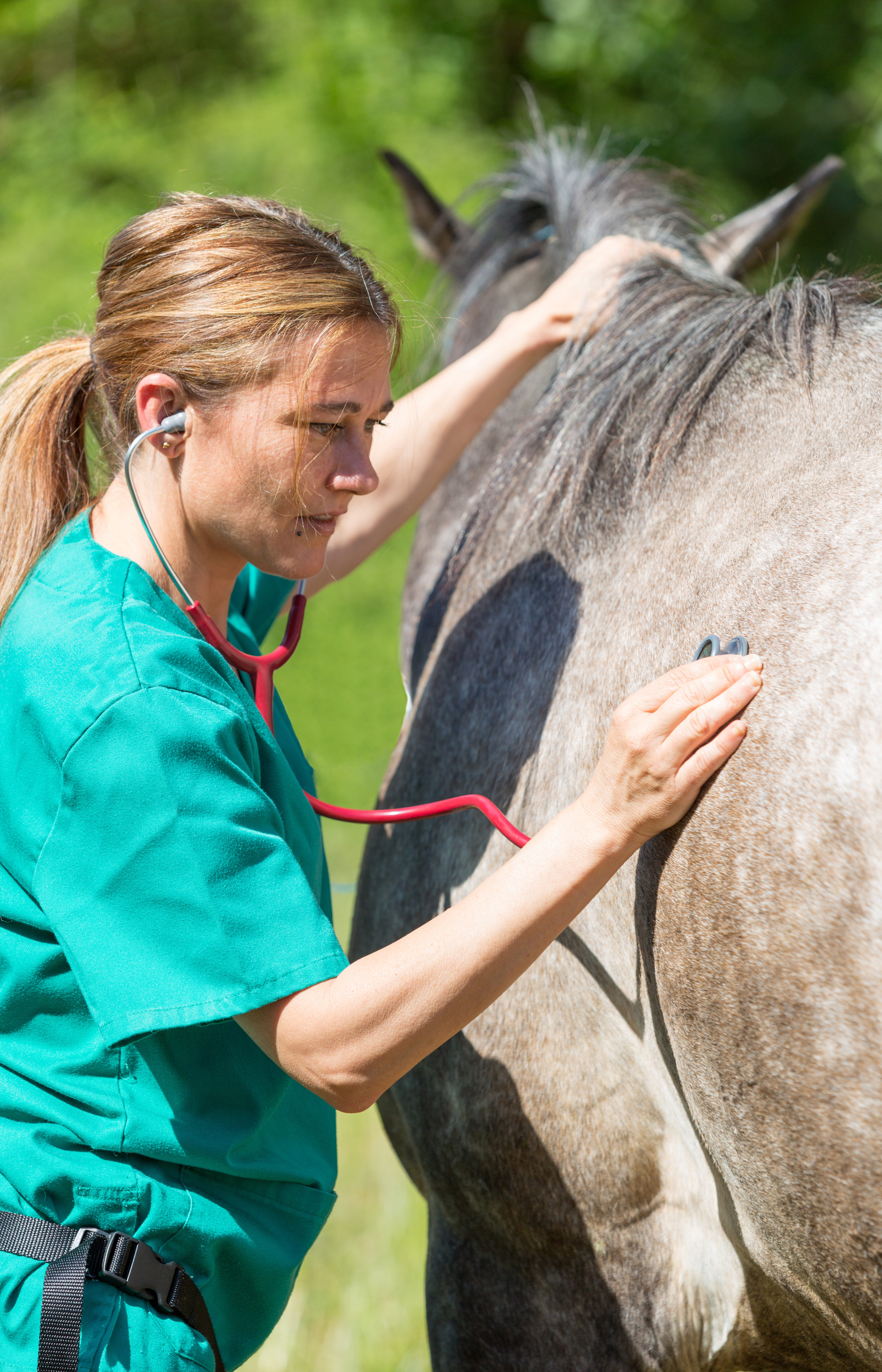 vet using stethascope on a horse