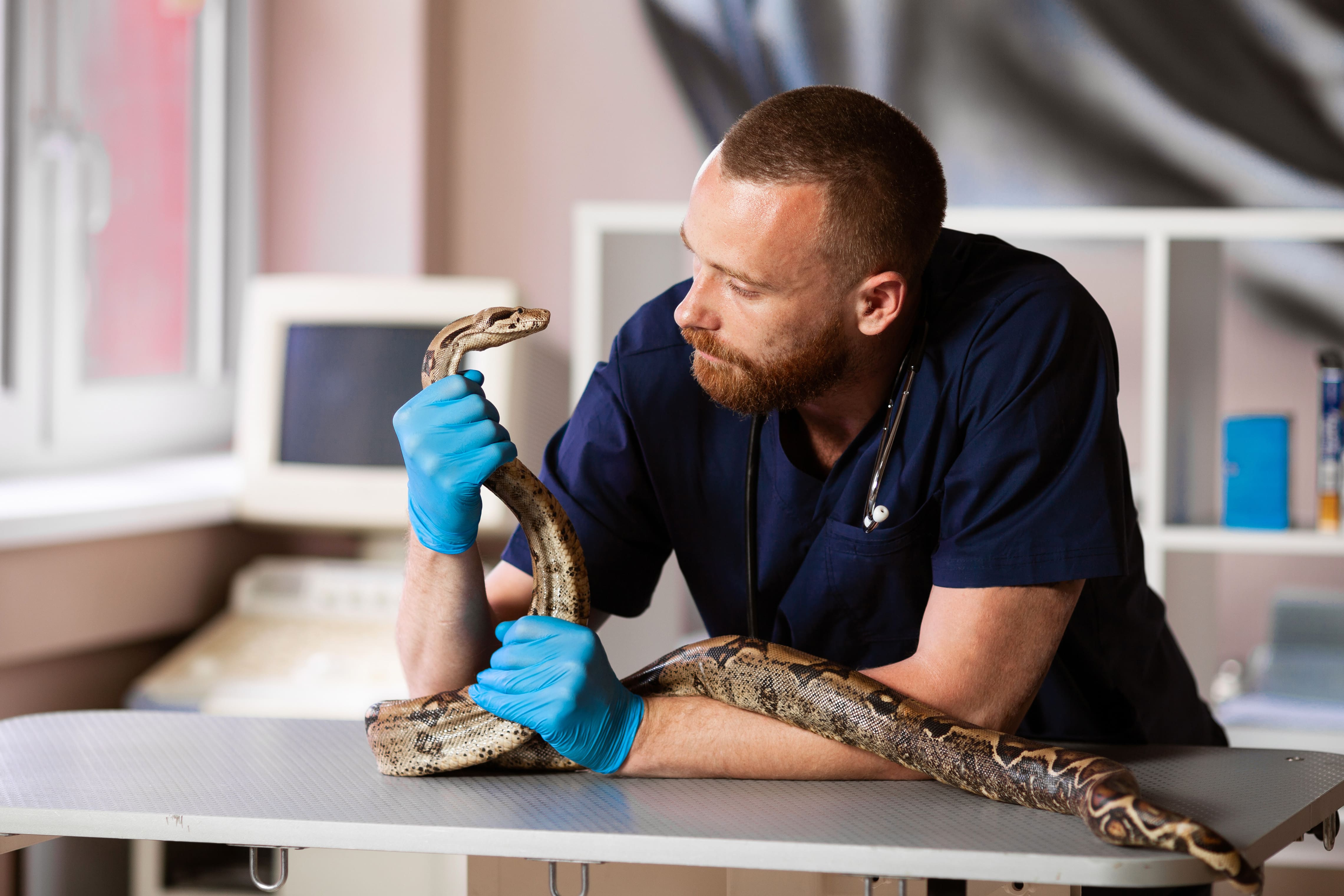 vet holding snake
