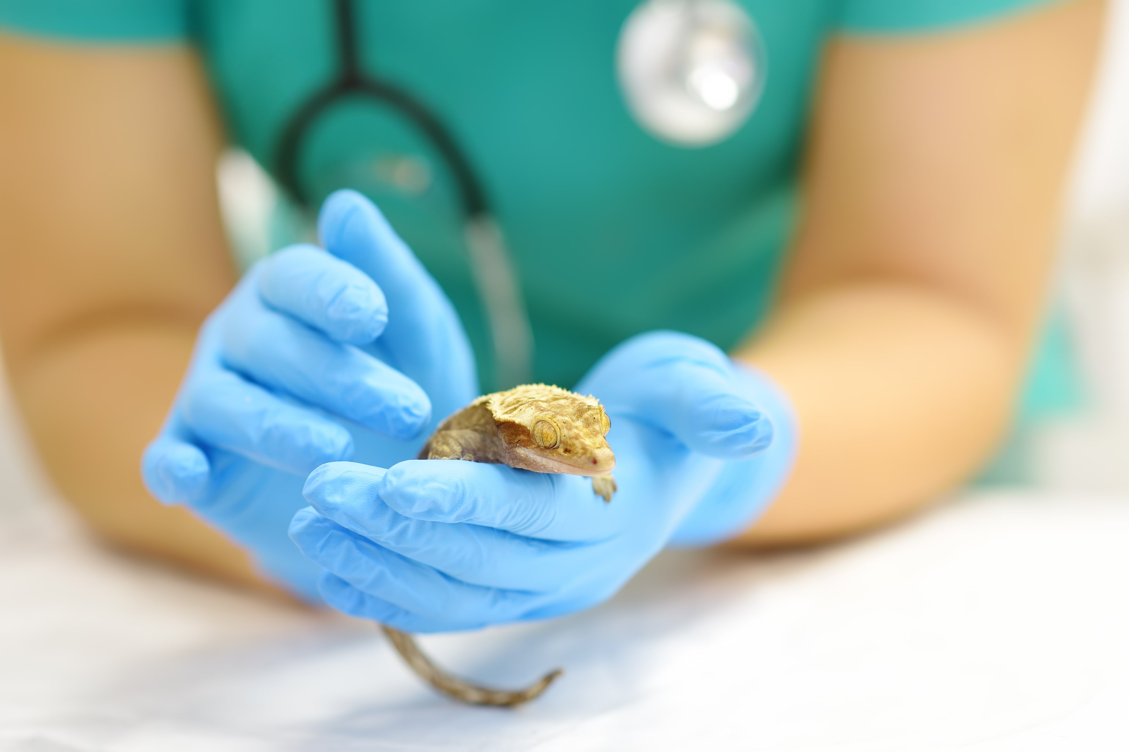 vet holding crested gecko
