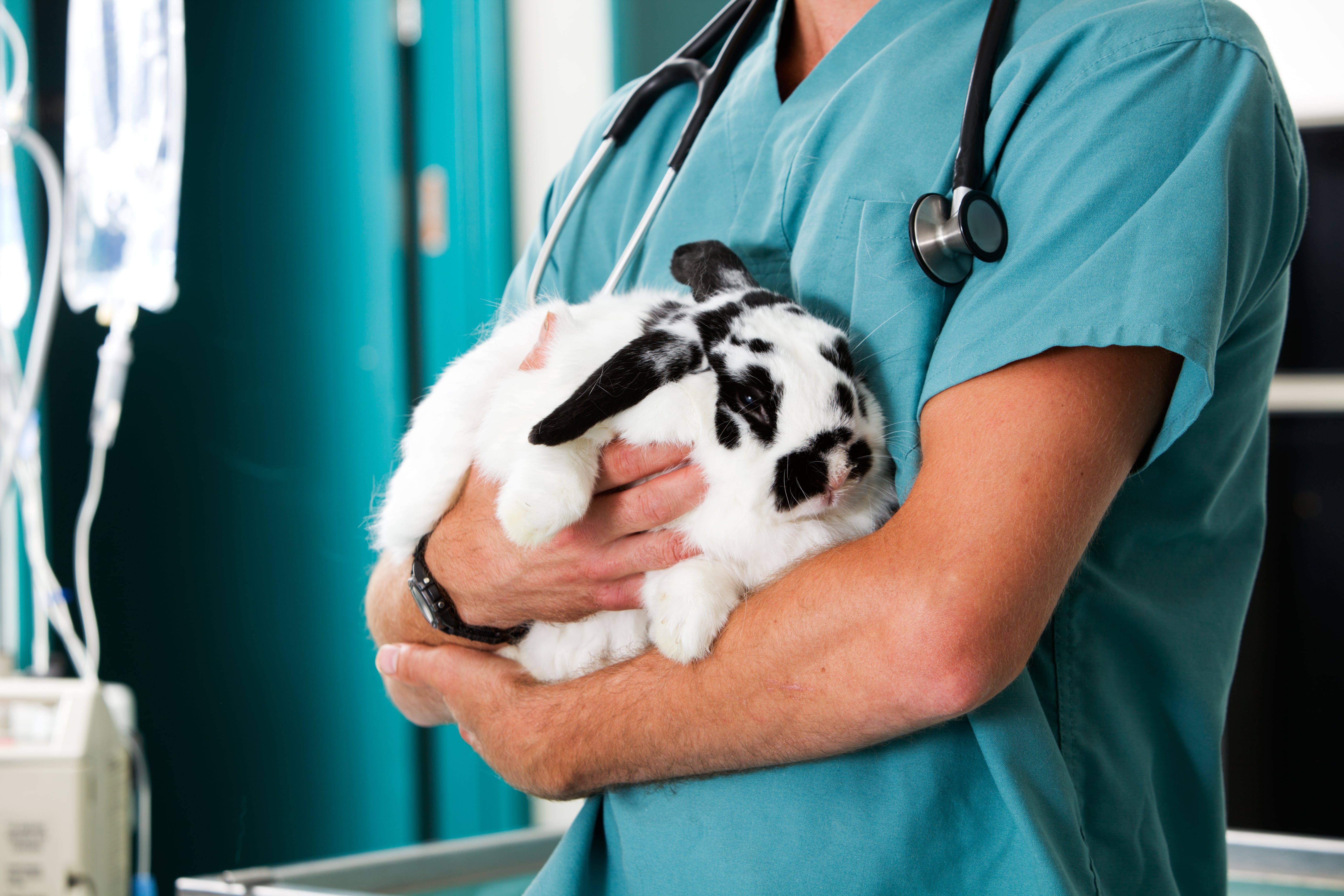 vet holding rabbit