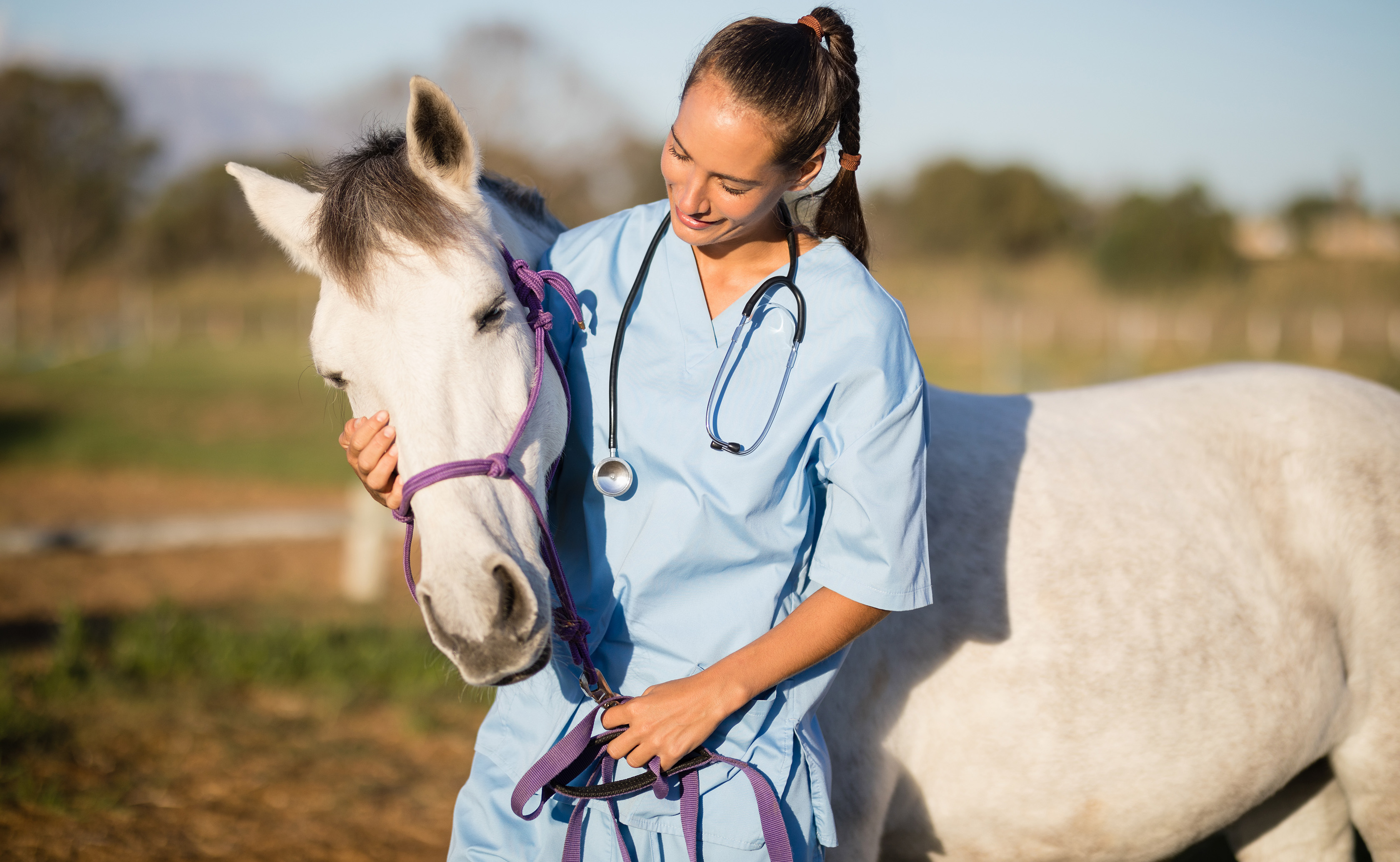 vet hugging horse