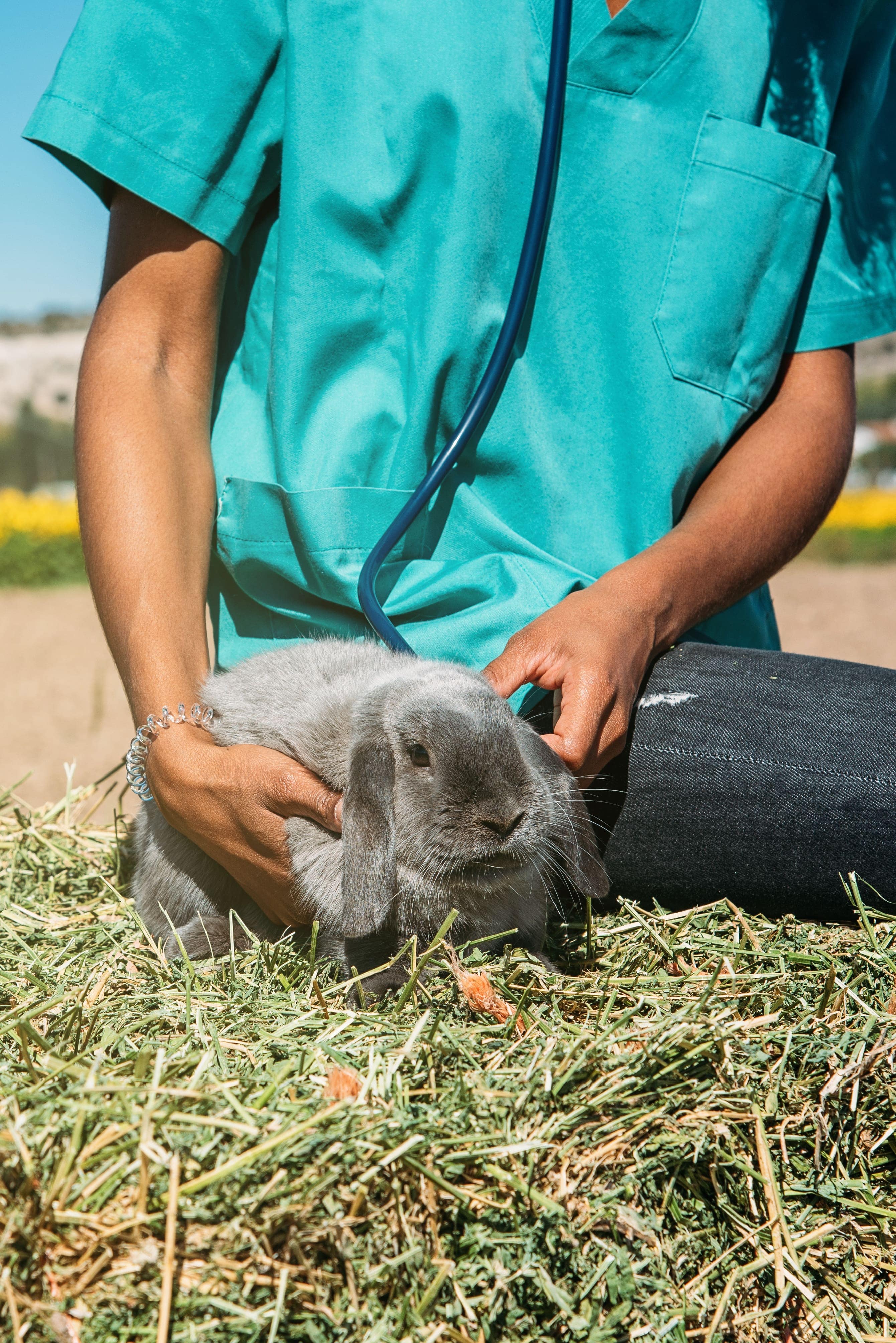 vet with rabbit